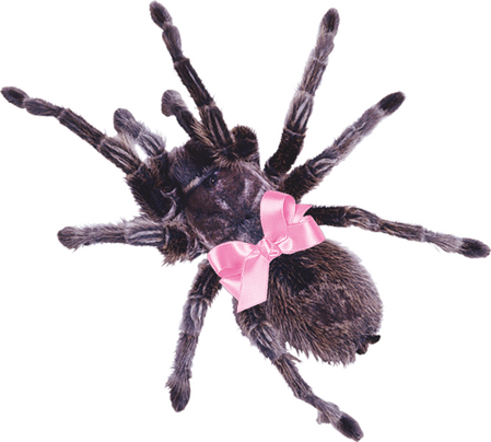 a Costa Rican zebra tarantula with a baby pink bow on its body, between its cephalothorax and abdomen