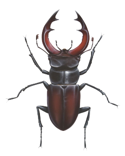 A brown stag beetle.